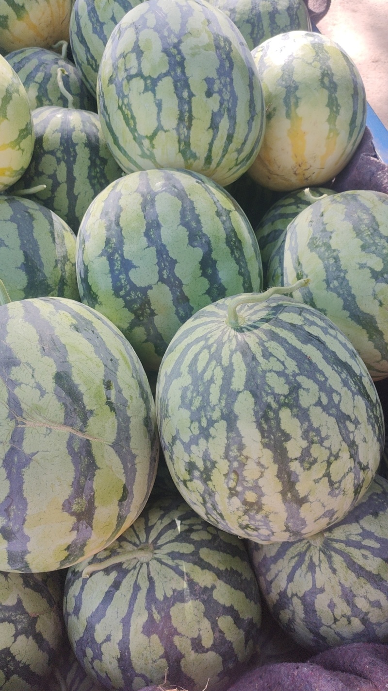 周口太康县精品美都西瓜上市了量大质优欢迎各位老板来电
