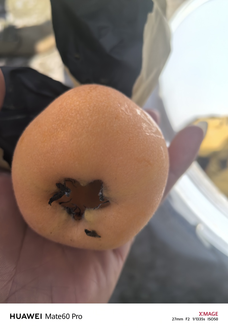大五星枇杷