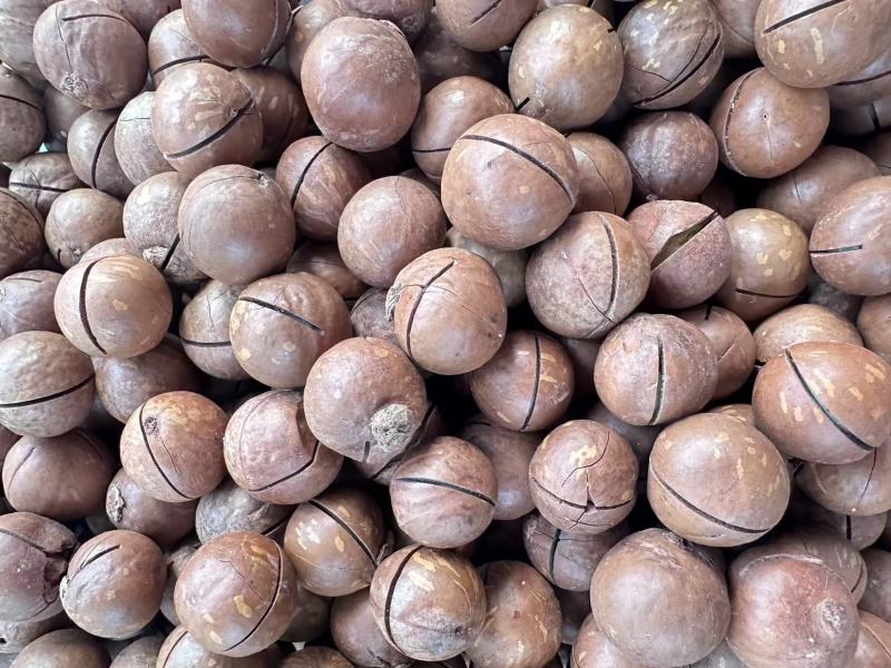 夏威夷果，电商货，20-22mm，源头厂家
