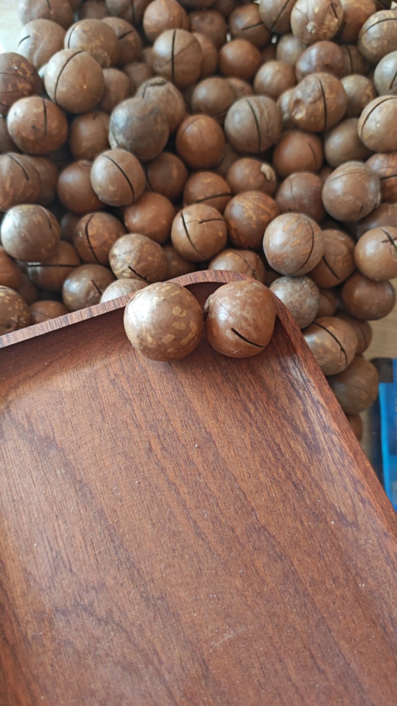 夏威夷果，电商货，20-22mm，源头厂家