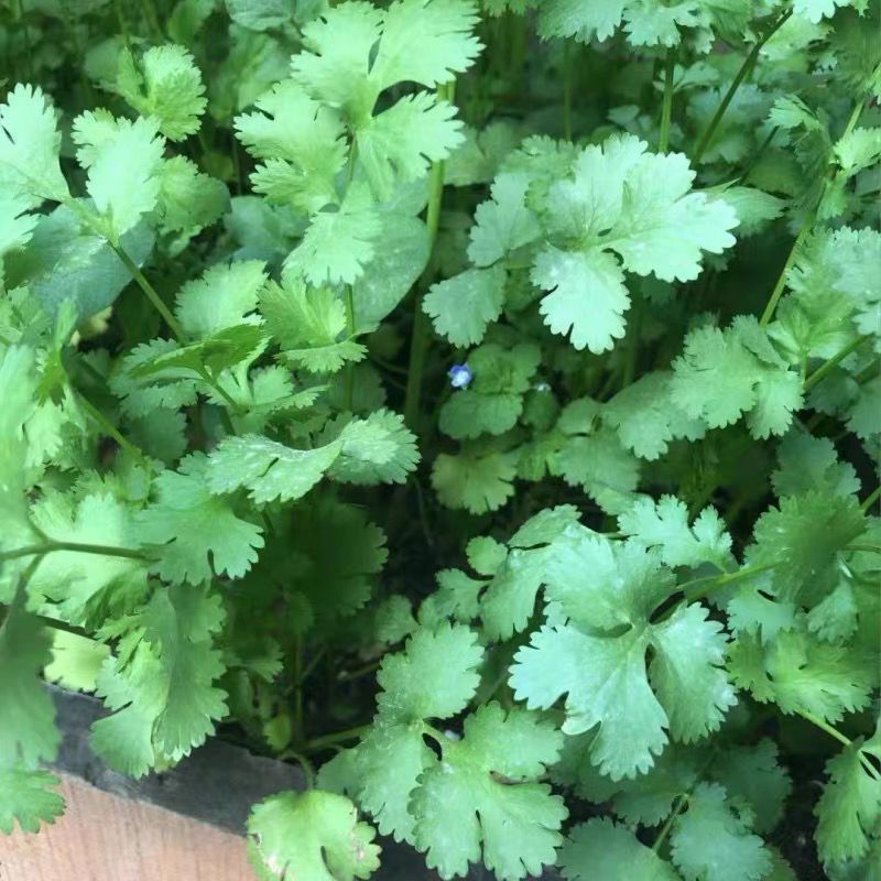 绿元帅美国进口耐热香菜种子四季耐热耐寒铁杆油大叶香菜籽耐