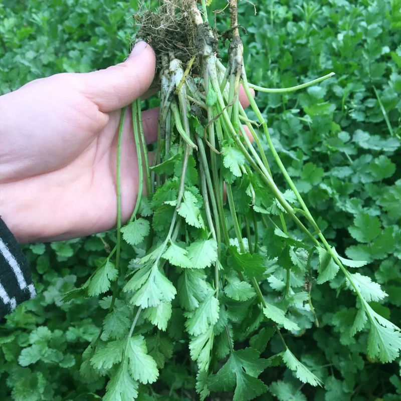 绿元帅美国进口耐热香菜种子四季耐热耐寒铁杆油大叶香菜籽耐