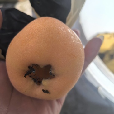 大五星枇杷