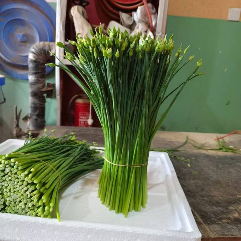 精品韭苔品质优价格实在，大量走货，产地一手货源欢迎致电
