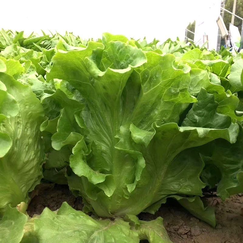意大利耐抽苔抗热生菜种子耐热耐寒四季种植生菜种子大田基地