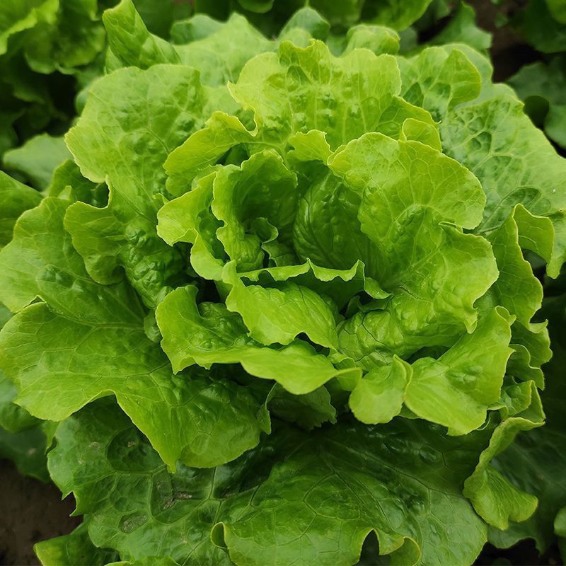 意大利耐抽苔抗热生菜种子耐热耐寒四季种植生菜种子大田基地