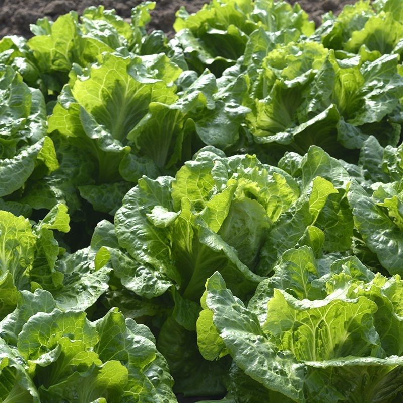 意大利耐抽苔抗热生菜种子耐热耐寒四季种植生菜种子大田基地