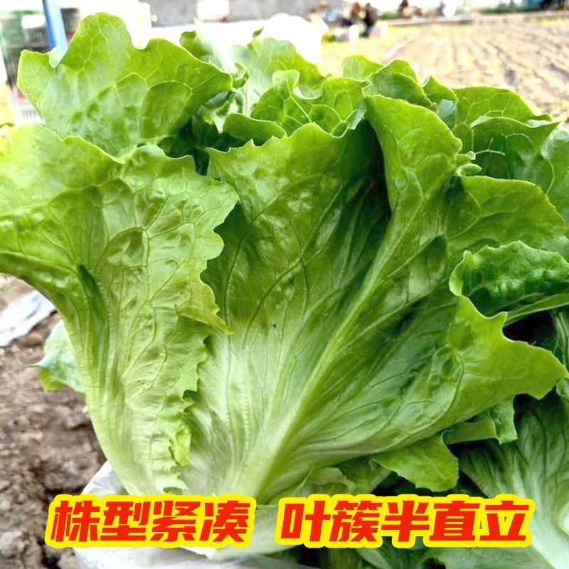 意大利耐抽苔抗热生菜种子耐热耐寒四季种植生菜种子大田基地