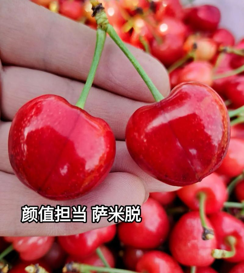萨米脱樱桃&心型樱桃/农户自产自销/现摘现卖/欢迎来电