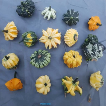 墨西哥文玩葫芦，种植户，各种款式，货量充足