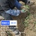 绿化苗木