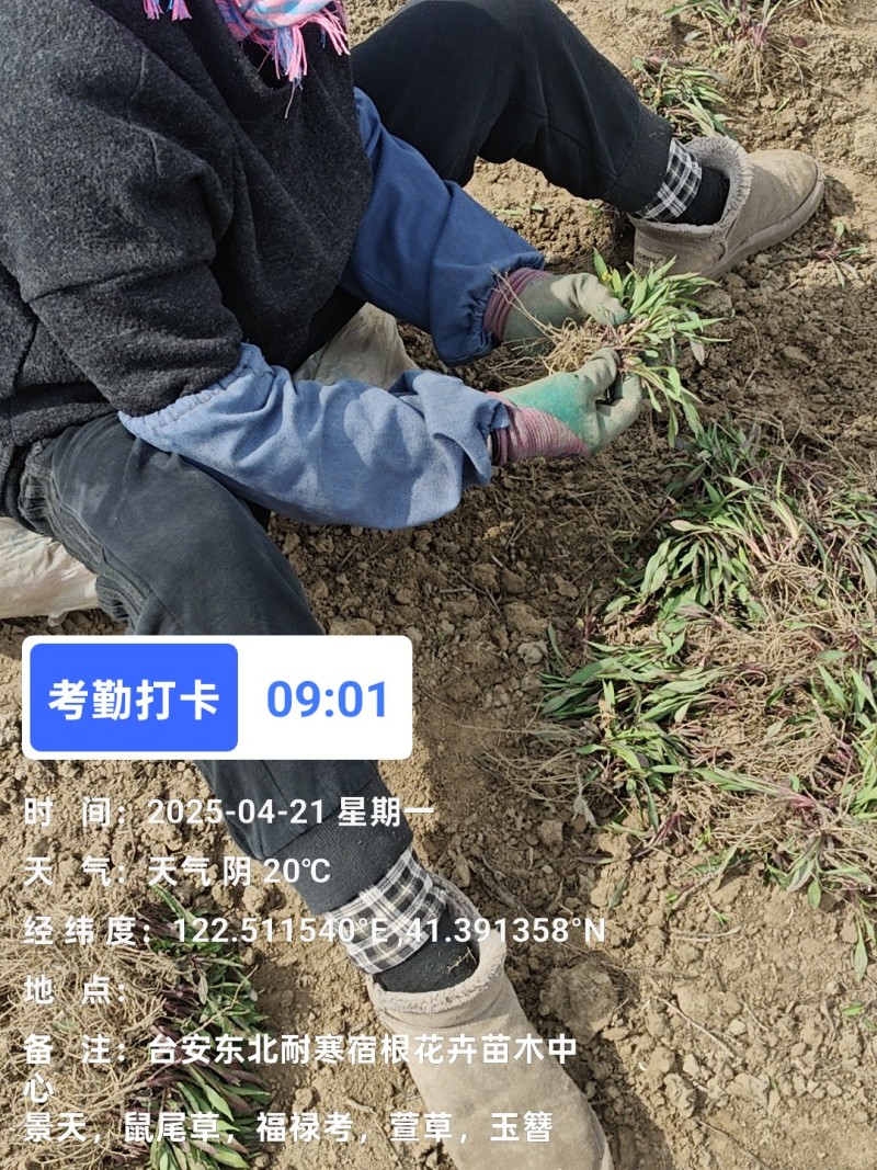 绿化苗木