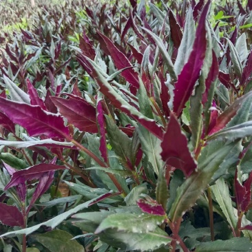 紫贝天葵种植基地新鲜采摘可全国发货