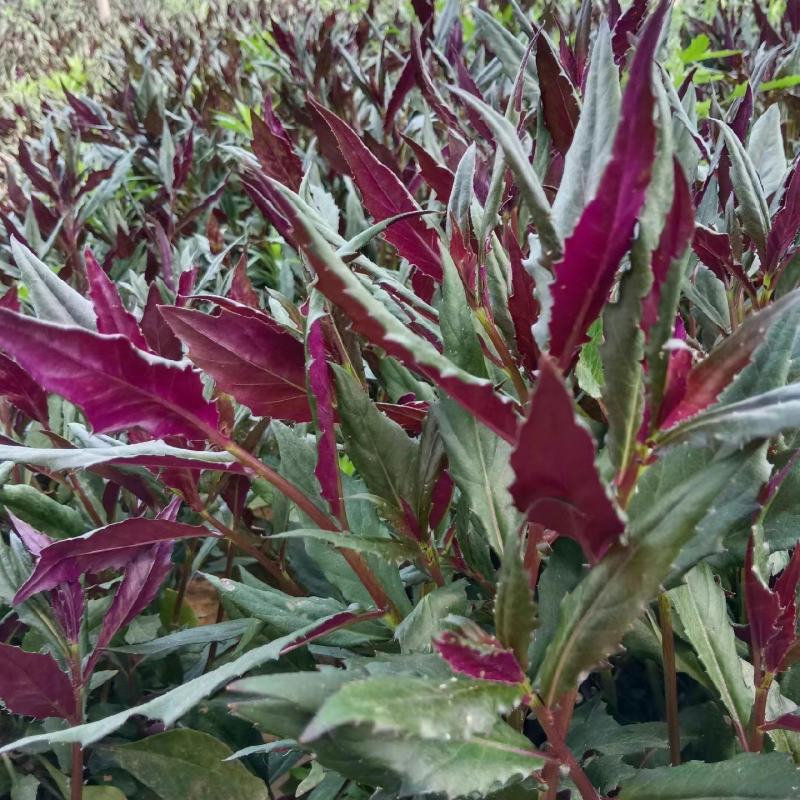 紫贝天葵种植基地新鲜采摘可全国发货