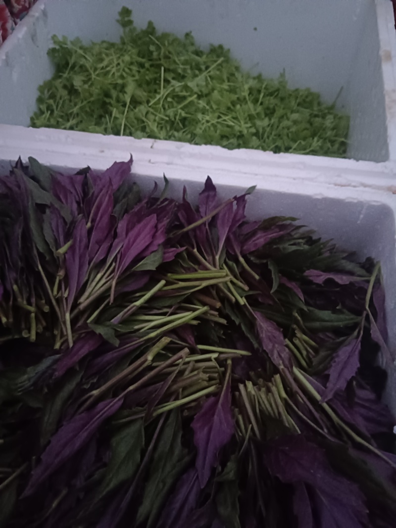 紫贝天葵种植基地新鲜采摘可全国发货