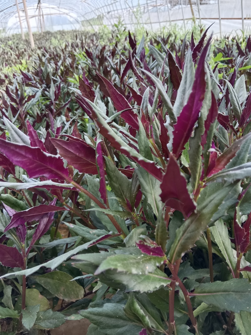 紫贝天葵种植基地新鲜采摘可全国发货
