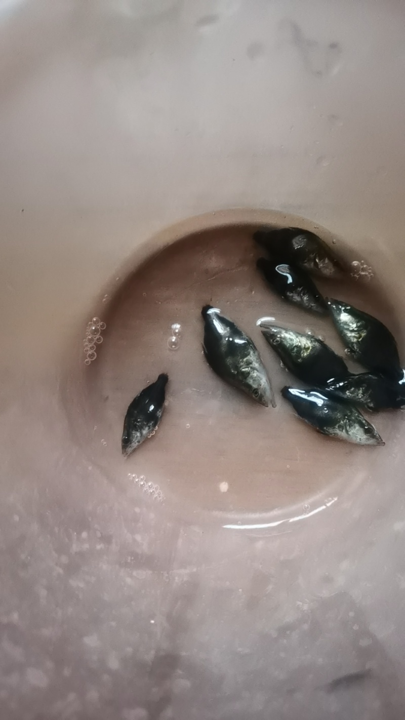 正中鳜鱼苗