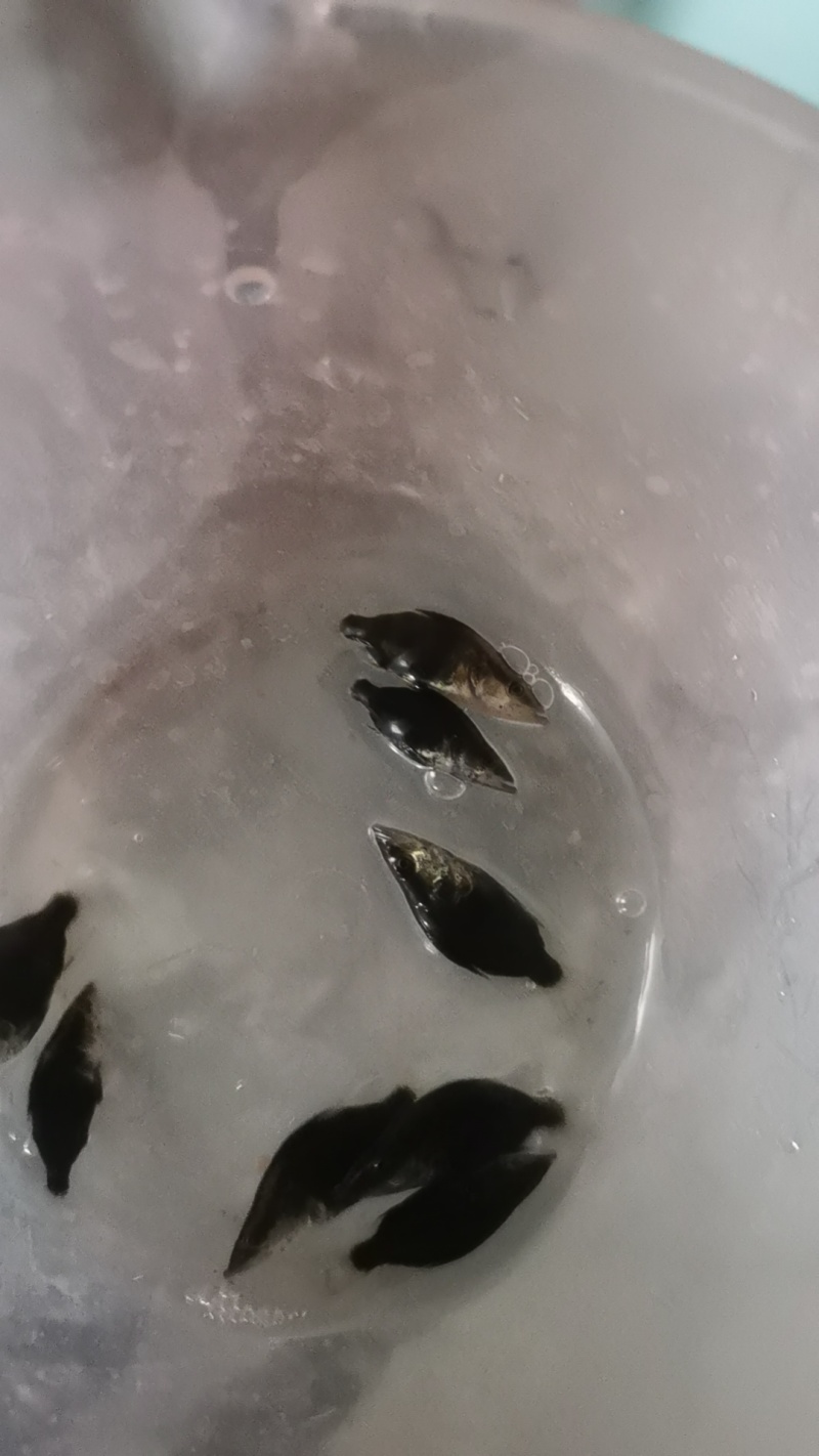 正中鳜鱼苗