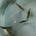 正中鳜鱼苗