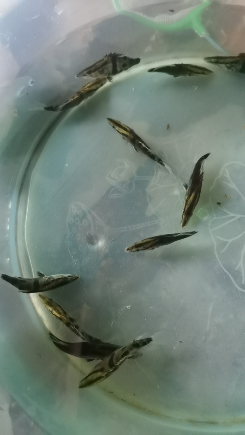 正中鳜鱼苗