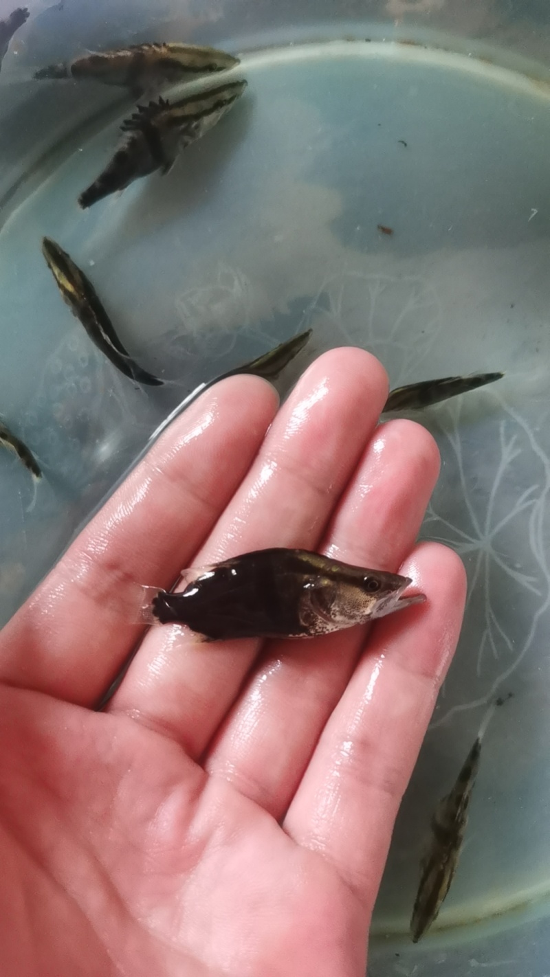 正中鳜鱼苗