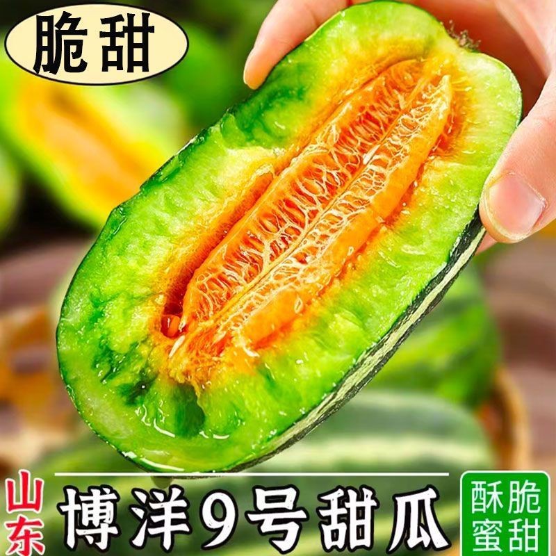 山东……博洋九号甜瓜上市中，羊角蜜绿宝甜瓜……