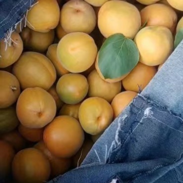 金太阳杏大量上市