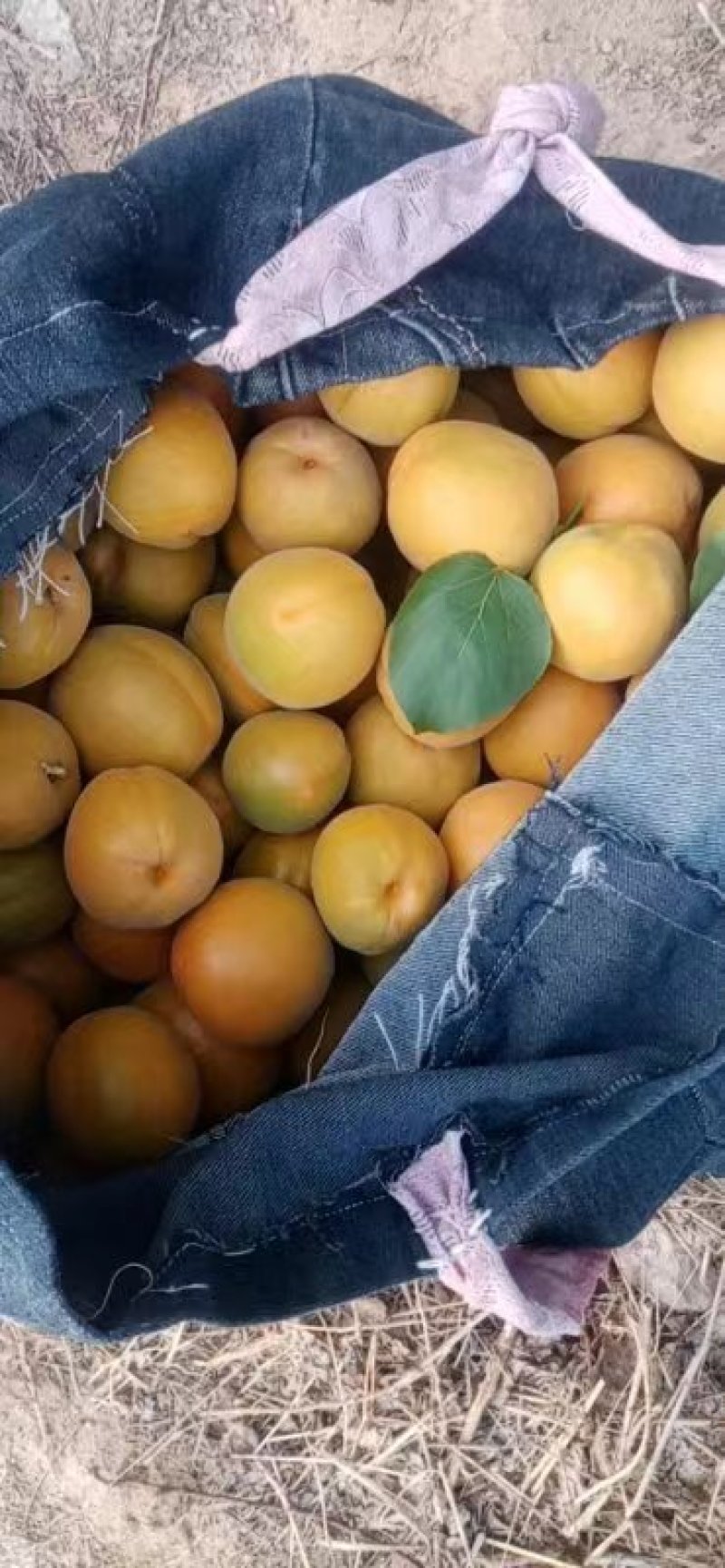 金太阳杏大量上市