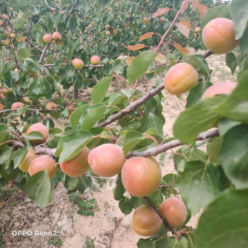 金太阳杏大量上市