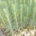 优质湿地松苗木货源充足，大小规格，大量出售，全国发货。，