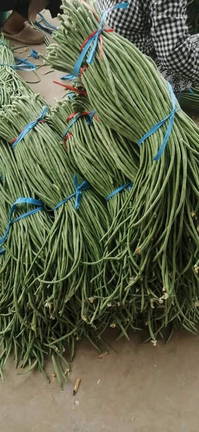 长豆角，精品长豆角，大量上市中，产地直销，对接全国商超，