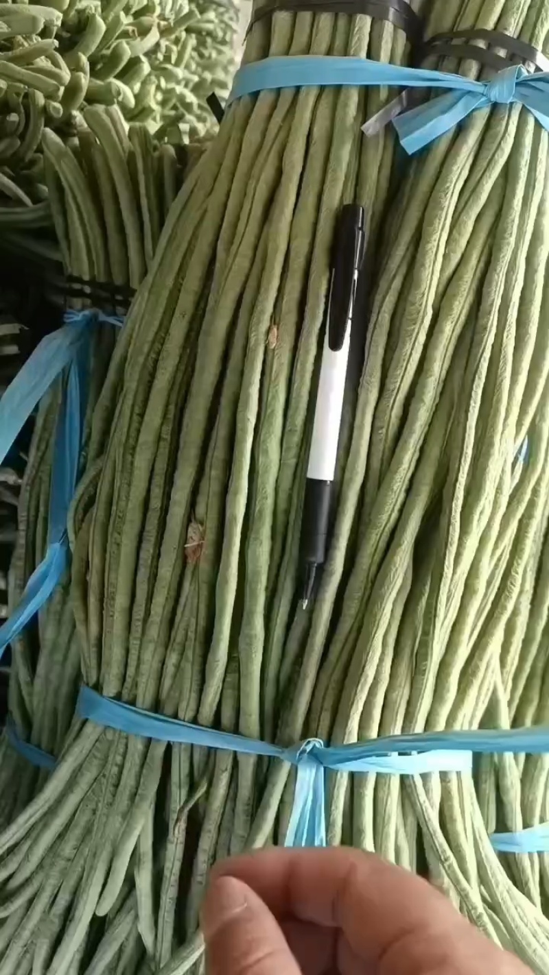 长豆角，精品长豆角，大量上市中，产地直销，对接全国商超，