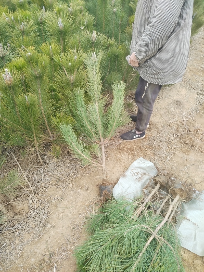 50-80公分，80-1米公分黑松苗，杯苗，袋苗，营养钵