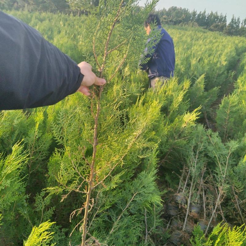 侧柏苗/侧柏杯苗/袋苗/裸根苗/侧柏/13*15