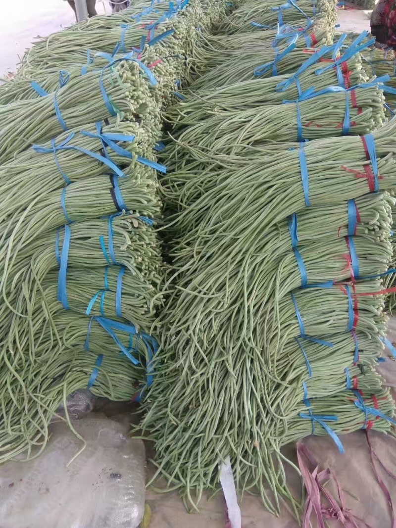 长豆角，精品长豆角大量上市，产地供应商超，加工厂大量采购