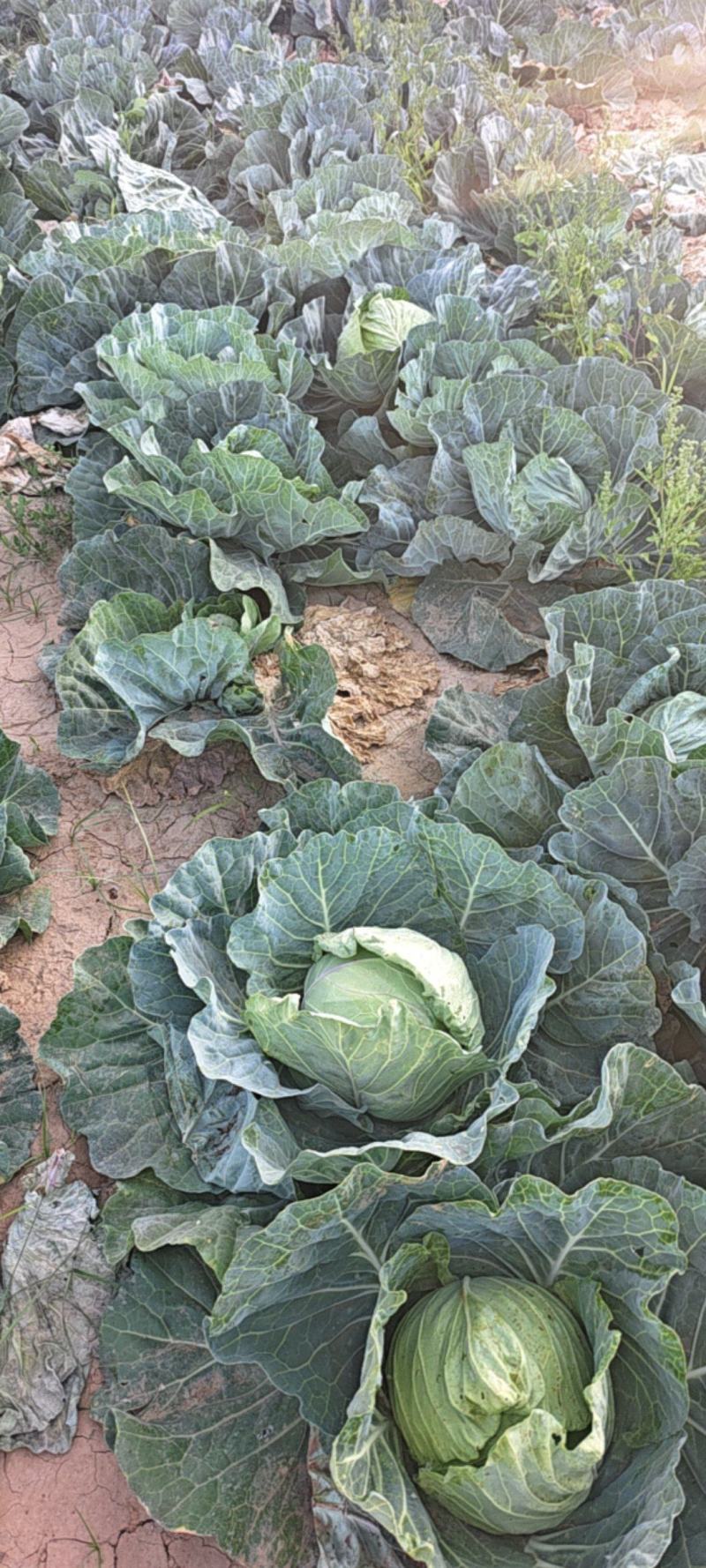 精品甘蓝大量上市，量大优惠，产地一手货源，量大优惠