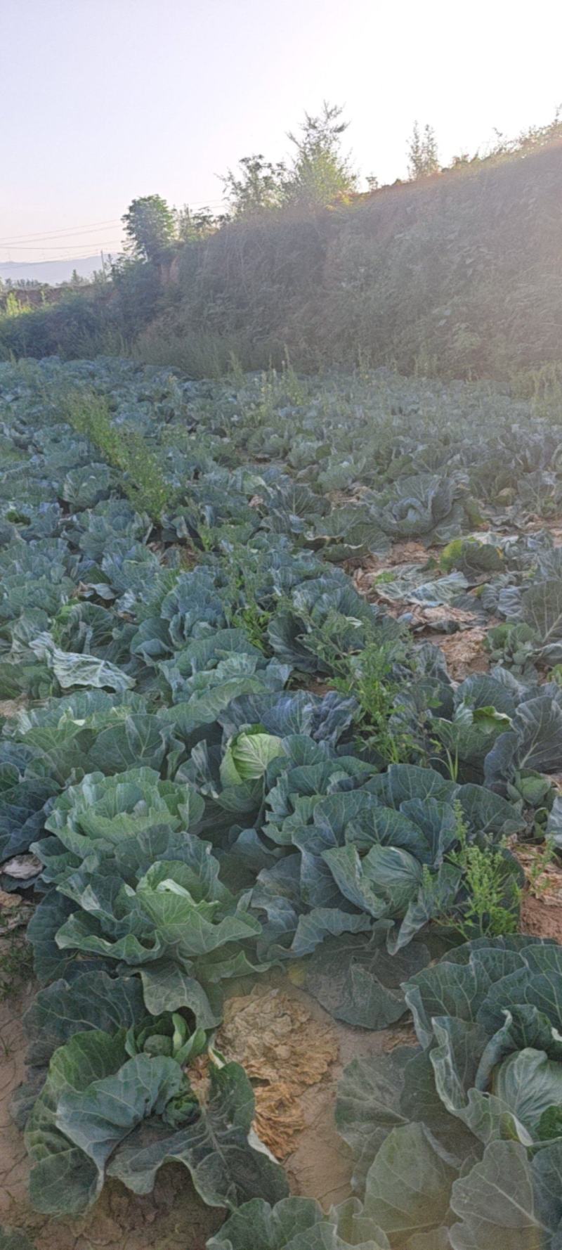 精品甘蓝大量上市，量大优惠，产地一手货源，量大优惠