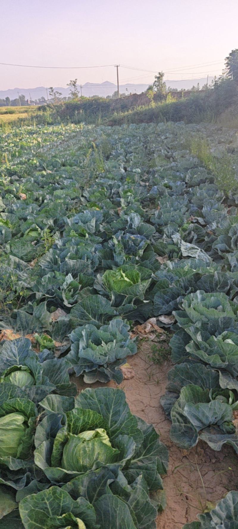 精品甘蓝大量上市，量大优惠，产地一手货源，量大优惠