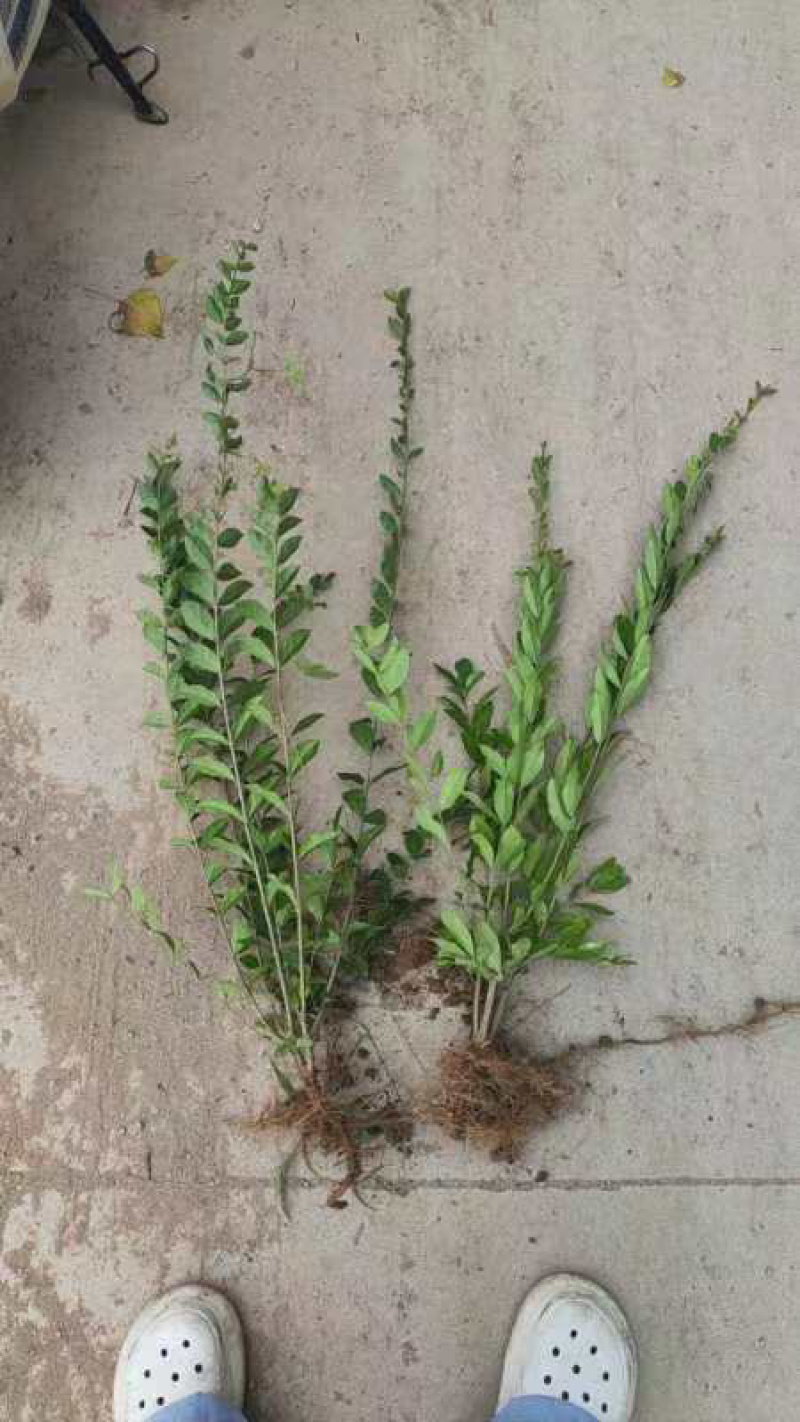 绿叶水蜡杯苗金叶水蜡紫叶水蜡绿篱工程苗大量批发多分枝