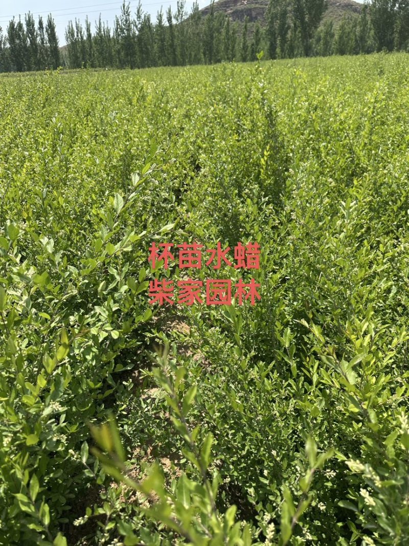 绿叶水蜡杯苗金叶水蜡紫叶水蜡绿篱工程苗大量批发多分枝