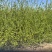 绿叶水蜡杯苗金叶水蜡紫叶水蜡绿篱工程苗大量批发多分枝