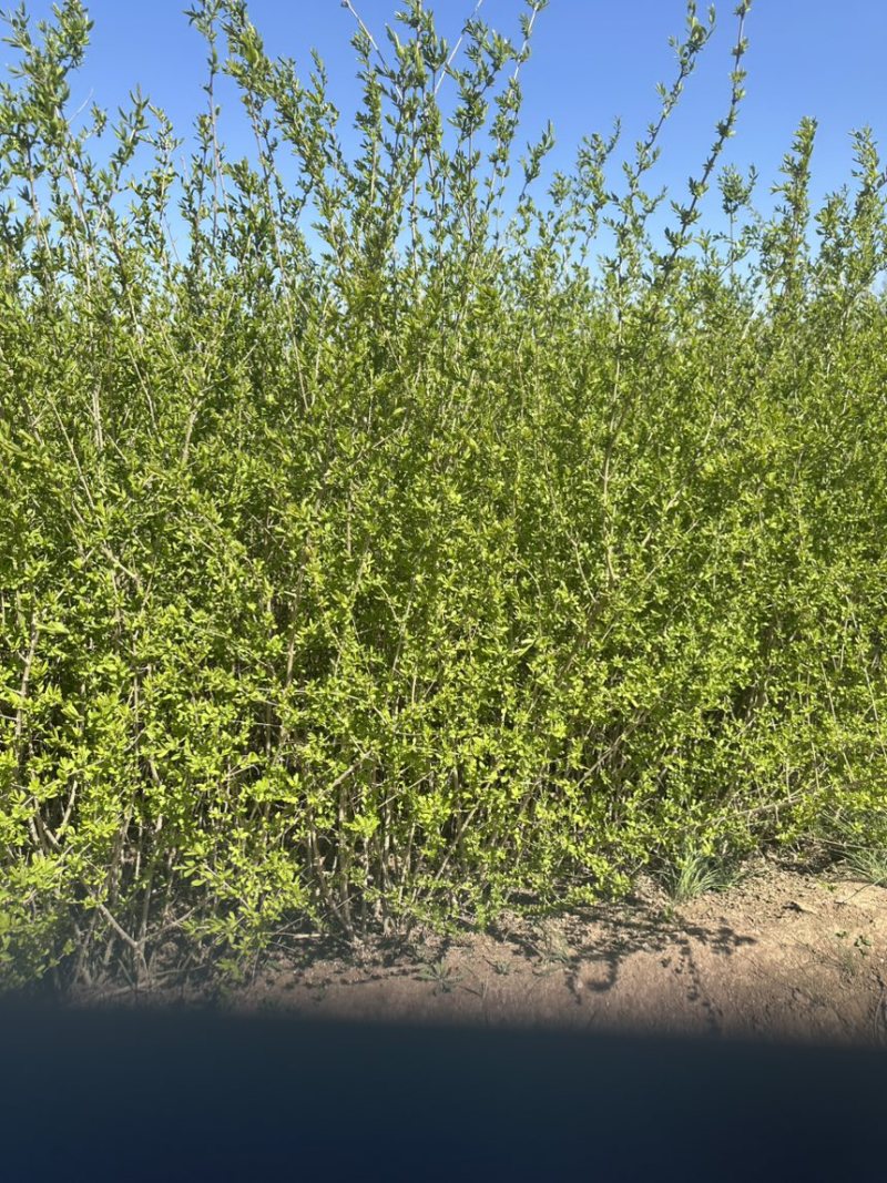 绿叶水蜡杯苗金叶水蜡紫叶水蜡绿篱工程苗大量批发多分枝