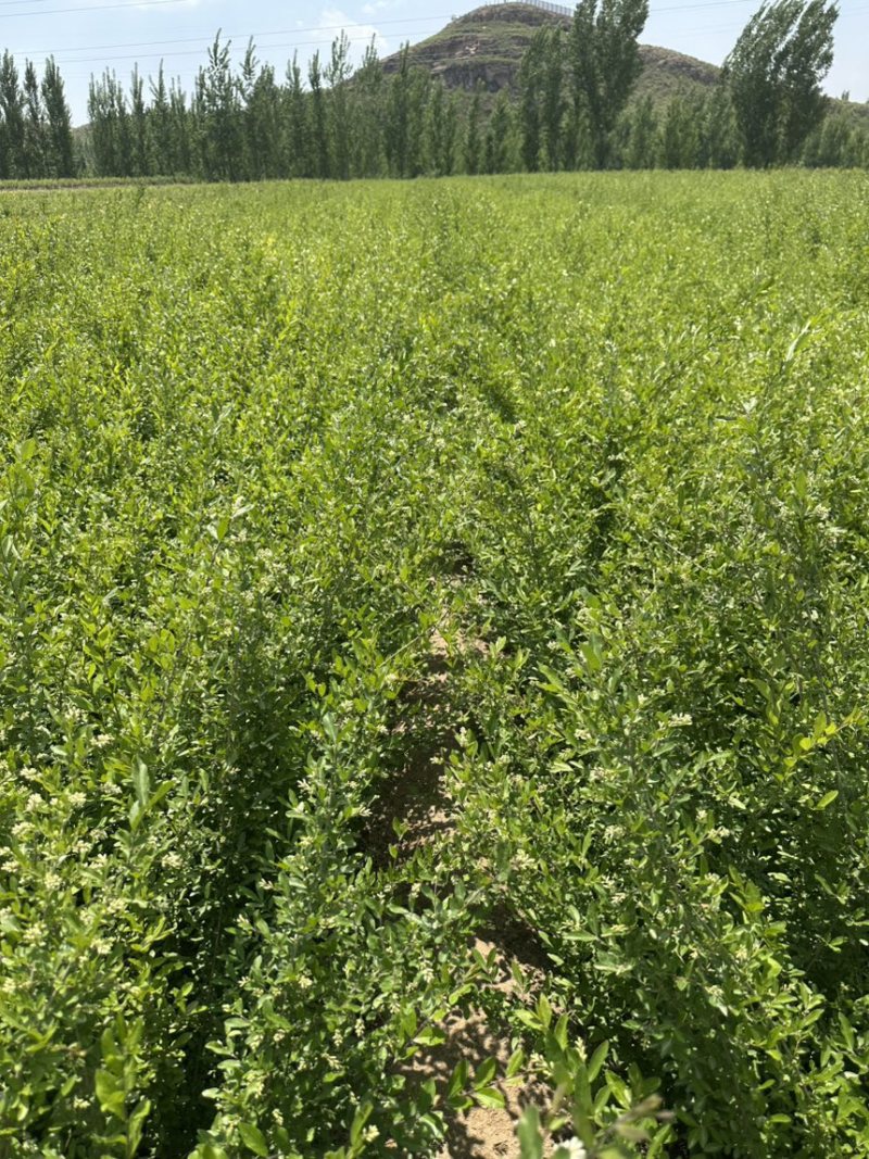 绿叶水蜡杯苗金叶水蜡紫叶水蜡绿篱工程苗大量批发多分枝