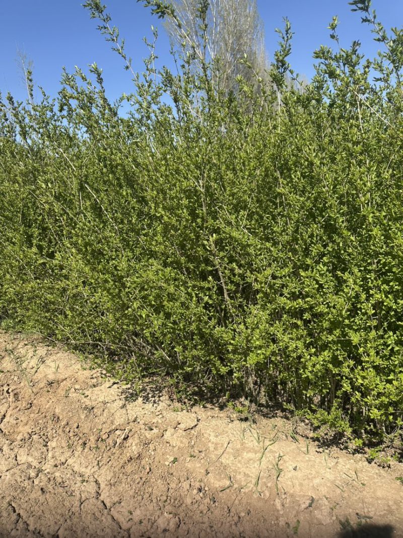 绿叶水蜡杯苗金叶水蜡紫叶水蜡绿篱工程苗大量批发多分枝