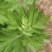艾草水菖蒲四川陈艾菖蒲端午节专用欢迎订购。。。