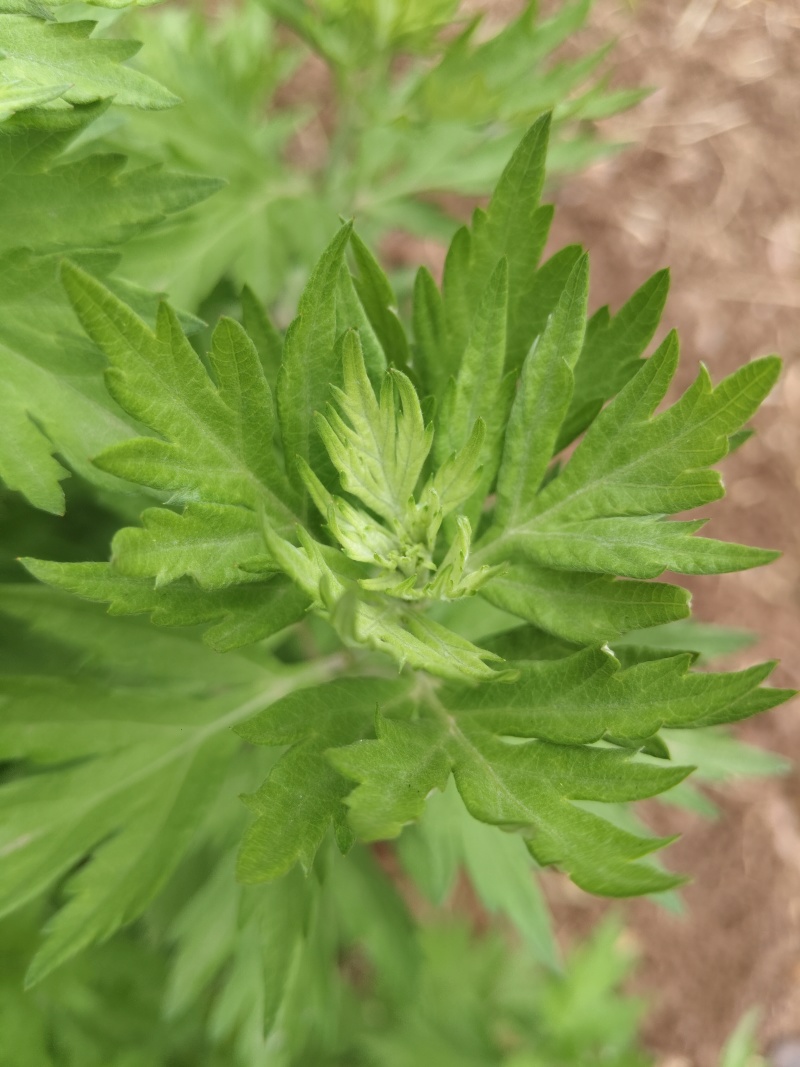 艾草水菖蒲四川陈艾菖蒲端午节专用欢迎订购。。。
