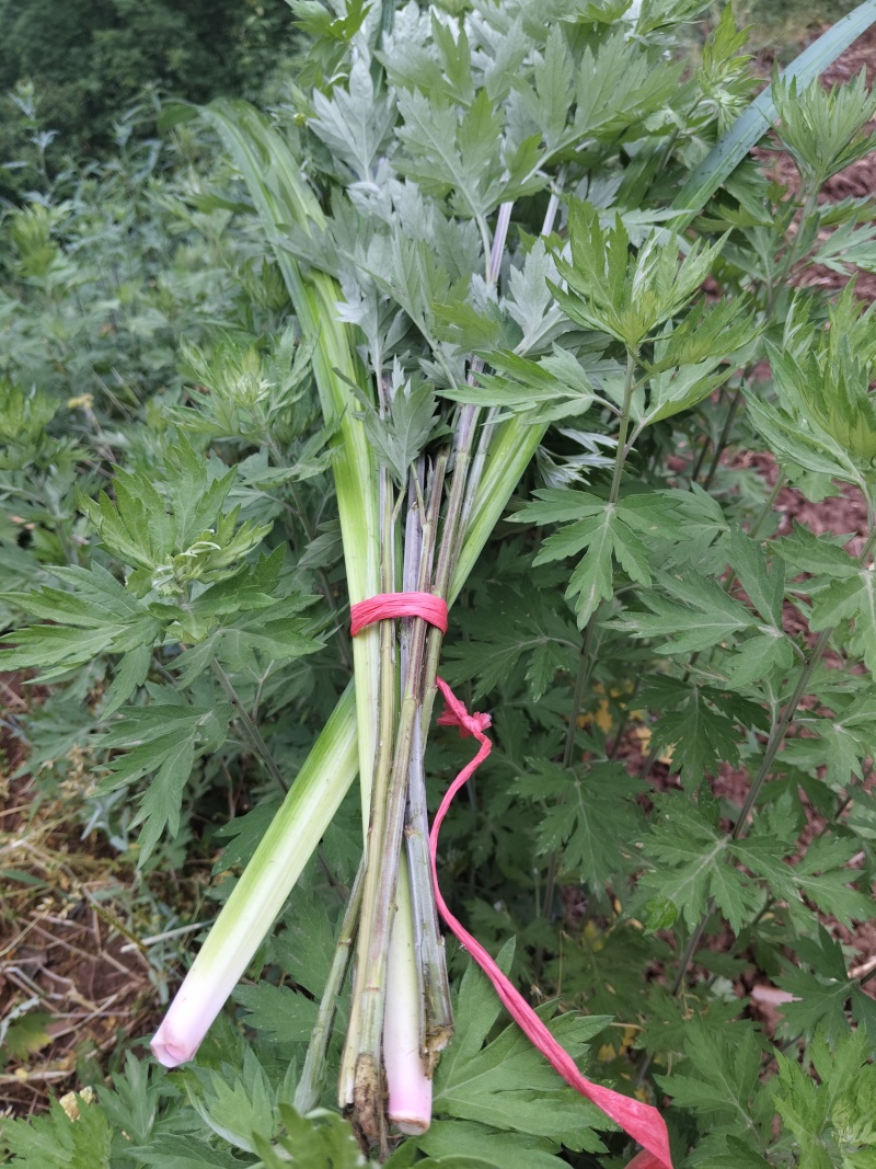 艾草水菖蒲四川陈艾菖蒲端午节专用欢迎订购。。。