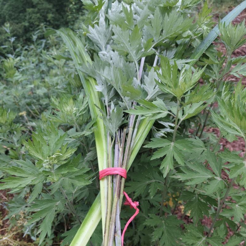 艾草水菖蒲四川陈艾菖蒲端午节专用欢迎订购。。。