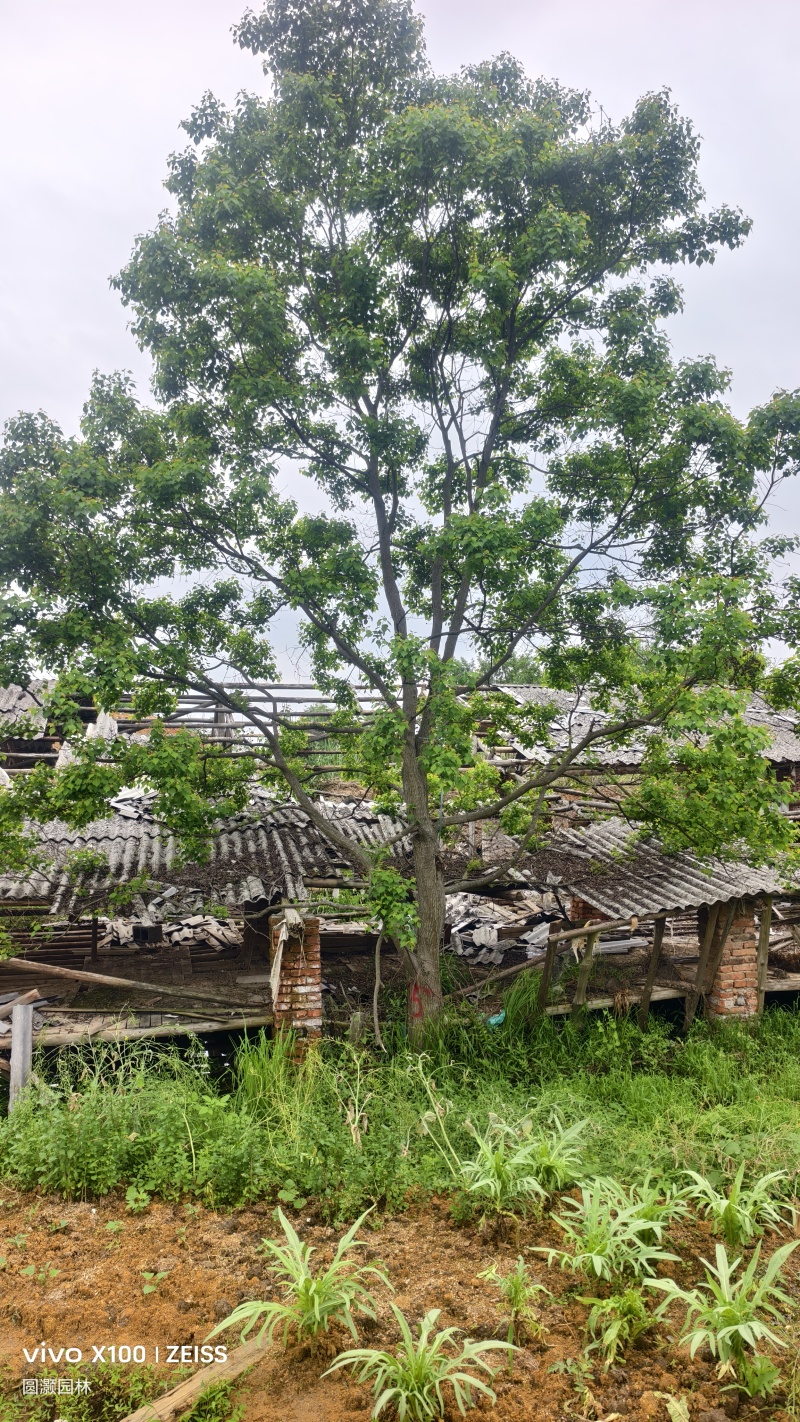 25公分乌桕供应，可供各内型工地以及苗圃需要的精品