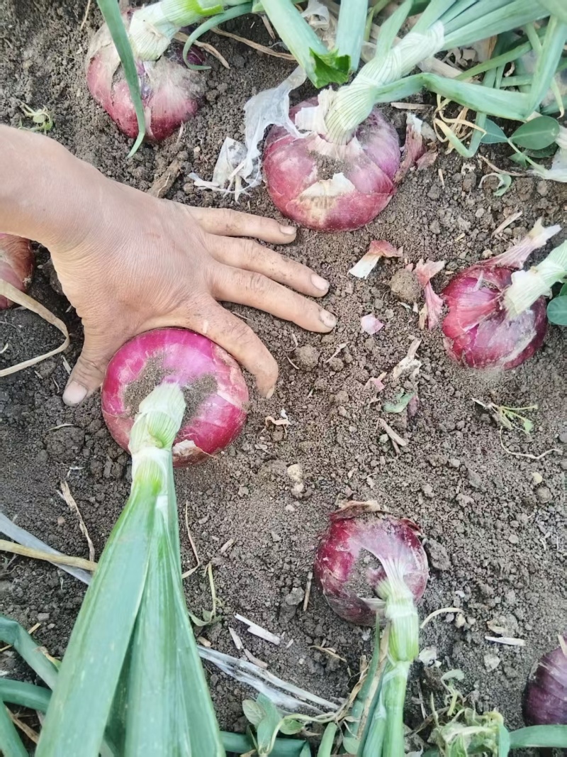 二红洋葱，100亩地，基地直销量大质优价格优惠一手货源